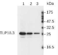 Tlp18,3 | Thylakoid lumen 18,3 kDa protein in the group Antibodies Plant/Algal / Photosynthesis / PSII (Photosystem II) at Agrisera AB (Antibodies for research) (AS08 369)